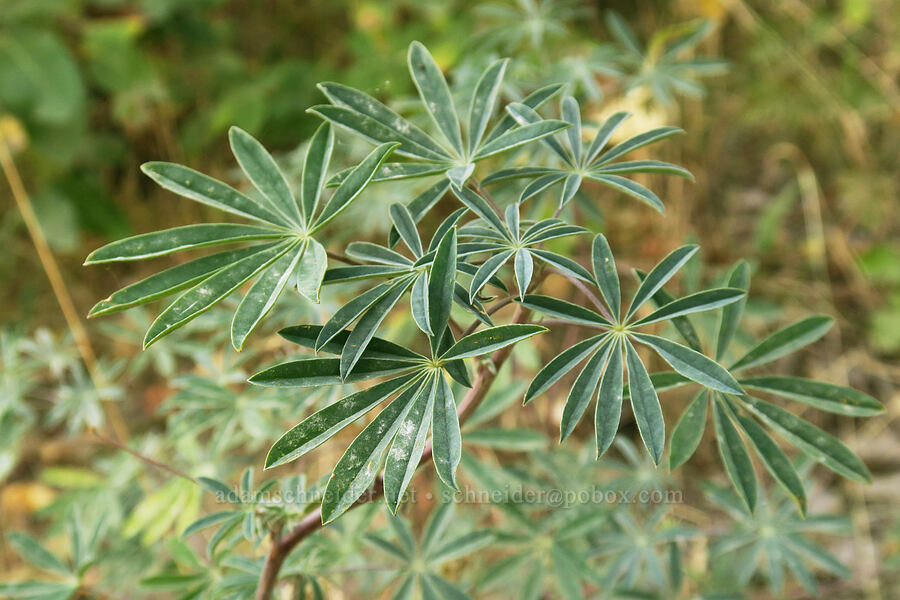 lupine, gone to seed (Lupinus rivularis) [Rooster Rock State Park, Multnomah County, Oregon]