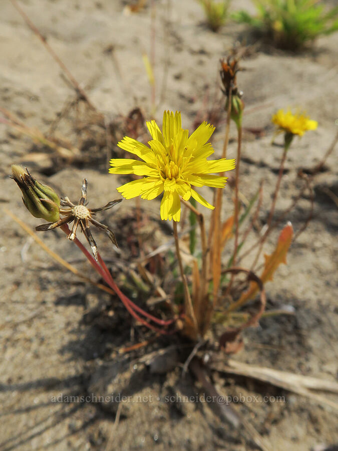 lesser/hairy hawkbit (Leontodon saxatilis) [Rooster Rock State Park, Multnomah County, Oregon]