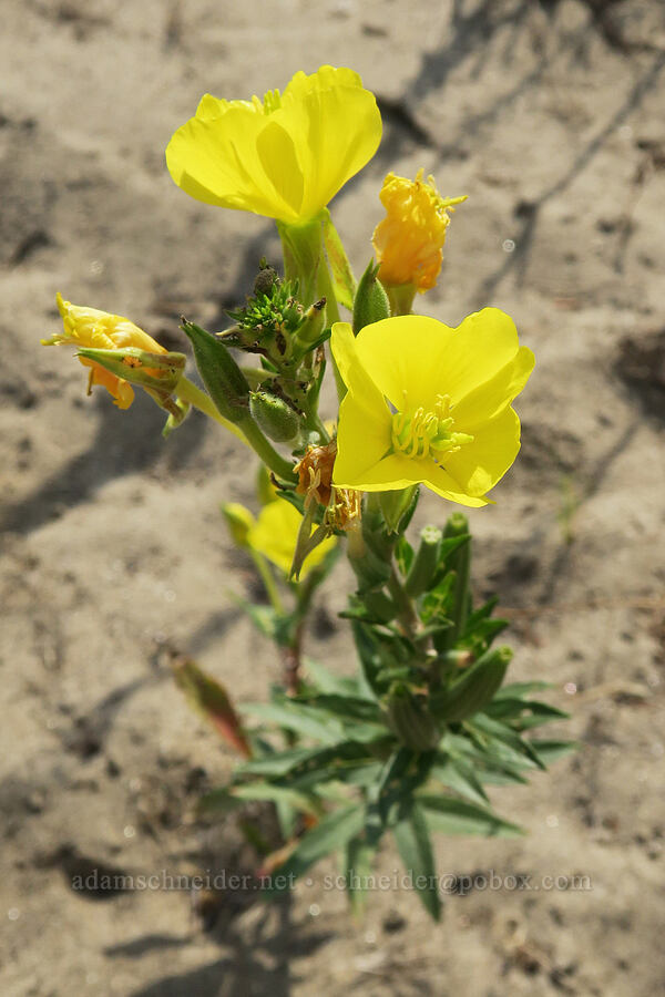 hairy evening-primrose (Oenothera villosa ssp. strigosa) [Rooster Rock State Park, Multnomah County, Oregon]