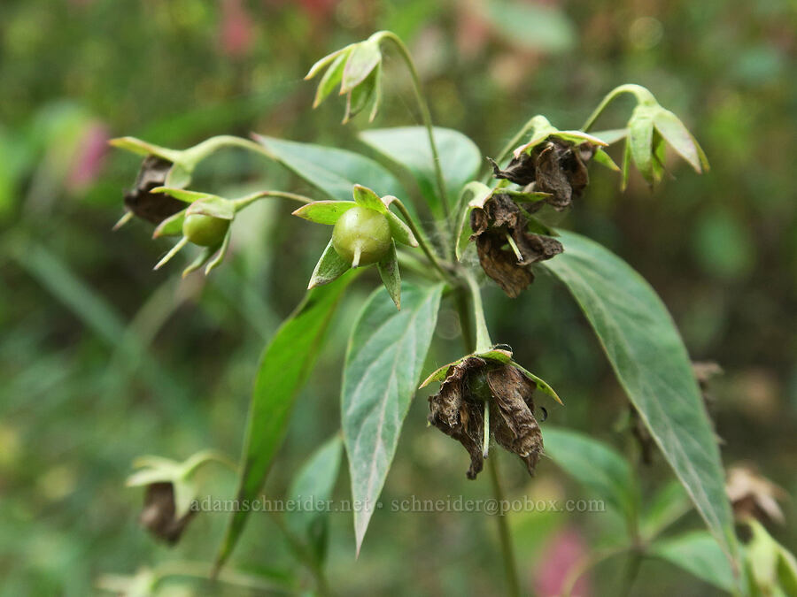 fringed yellow loosestrife fruit (Lysimachia ciliata) [Rooster Rock State Park, Multnomah County, Oregon]
