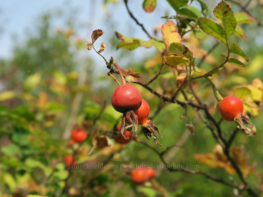 Nootka rose hips (Rosa nutkana) [Rooster Rock State Park, Multnomah County, Oregon]