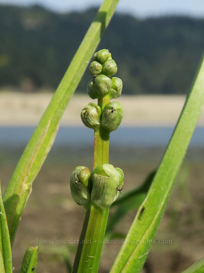 wapato, budding (Sagittaria latifolia) [Rooster Rock State Park, Multnomah County, Oregon]