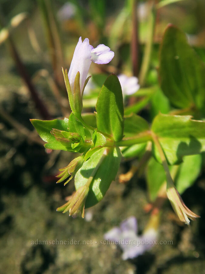 yellow-seed false pimpernel (Lindernia dubia (Lindernia anagallidea)) [Rooster Rock State Park, Multnomah County, Oregon]