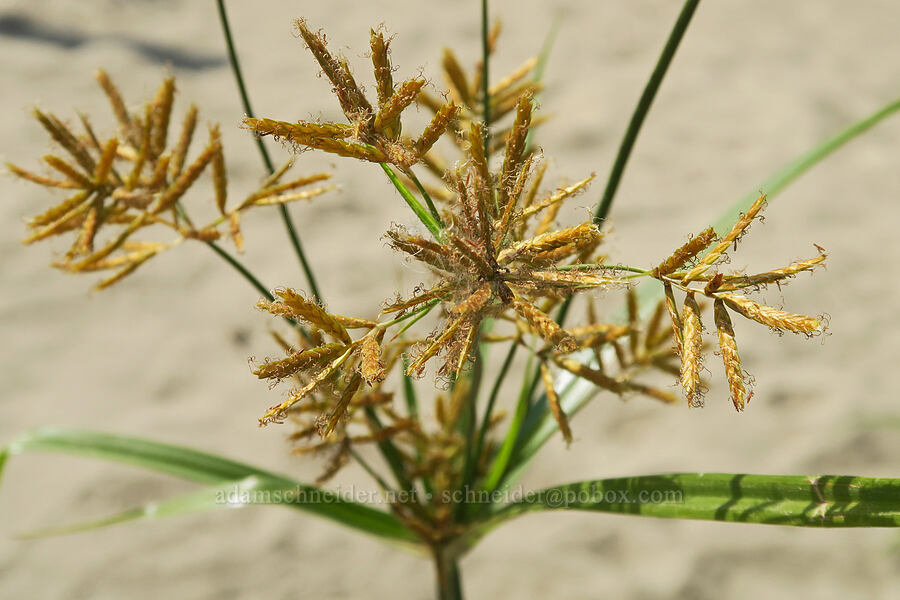 yellow nut-sedge (Cyperus esculentus) [Rooster Rock State Park, Multnomah County, Oregon]