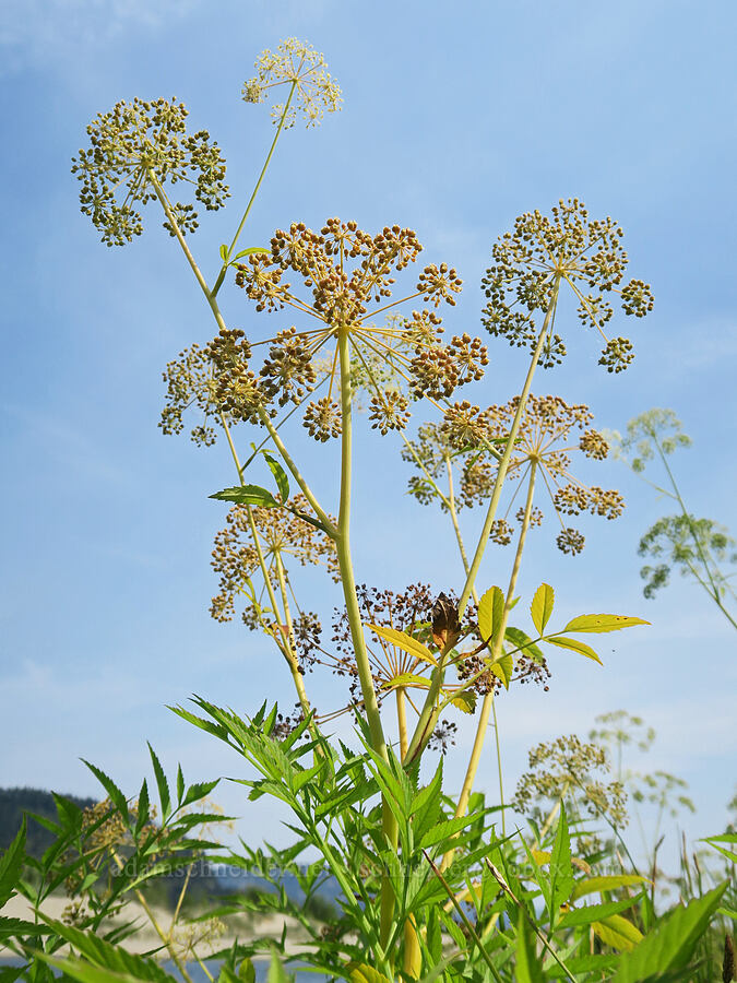 Douglas' water-hemlock, going to seed (Cicuta douglasii) [Rooster Rock State Park, Multnomah County, Oregon]