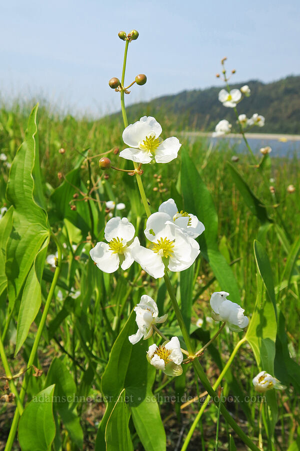 wapato (Sagittaria latifolia) [Rooster Rock State Park, Multnomah County, Oregon]