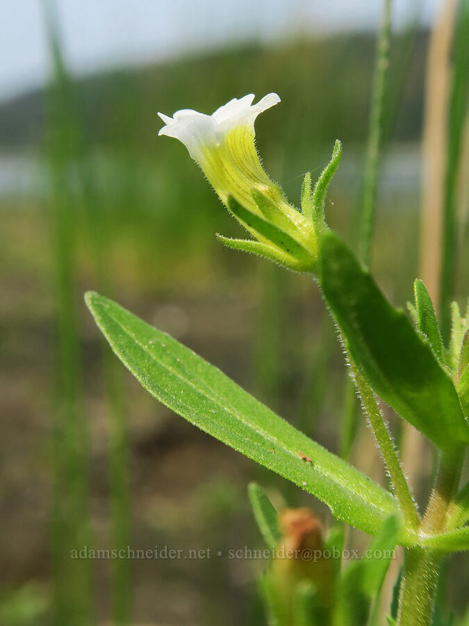 clammy hedge-hyssop (Gratiola neglecta) [Rooster Rock State Park, Multnomah County, Oregon]