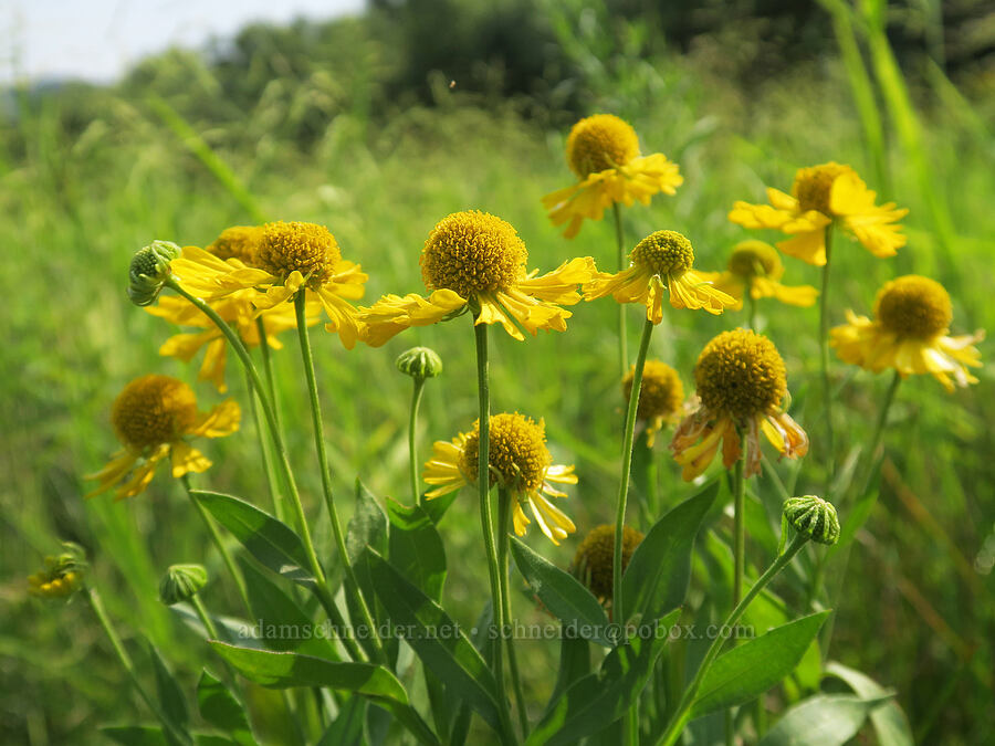 common sneezeweed (Helenium autumnale) [Rooster Rock State Park, Multnomah County, Oregon]