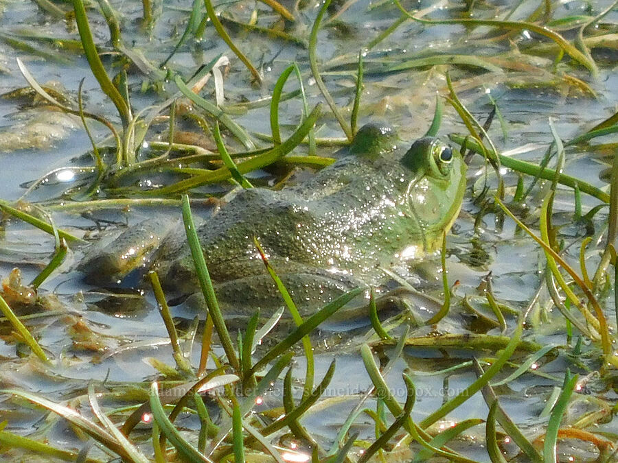 American bullfrog (Lithobates catesbeianus) [Rooster Rock State Park, Multnomah County, Oregon]
