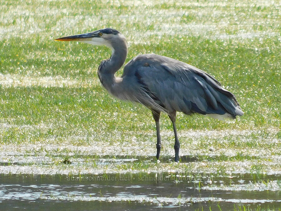 great blue heron (Ardea herodias) [Rooster Rock State Park, Multnomah County, Oregon]