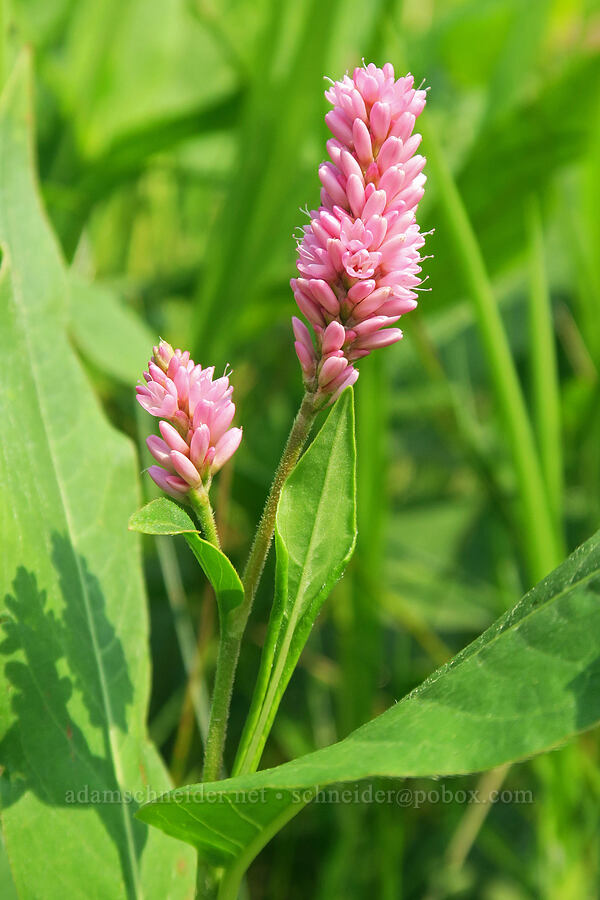 pink knotweed (water smartweed) (Persicaria amphibia (Polygonum amphibium)) [Rooster Rock State Park, Multnomah County, Oregon]
