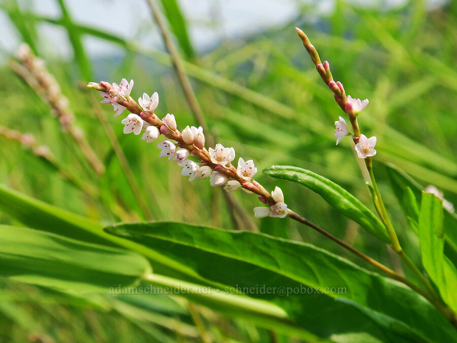 water pepper (swamp smartweed) (Persicaria hydropiperoides (Polygonum hydropiperoides)) [Rooster Rock State Park, Multnomah County, Oregon]