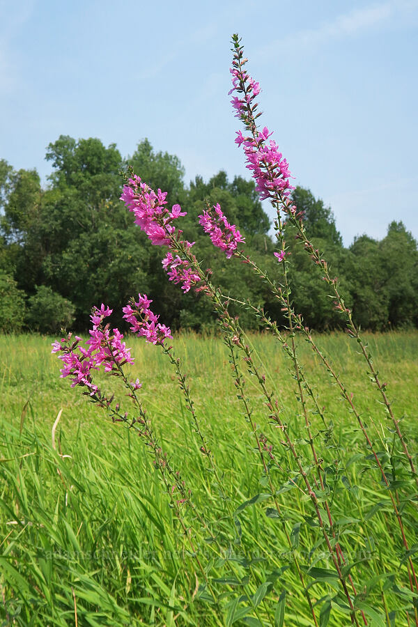purple loosestrife (Lythrum salicaria) [Rooster Rock State Park, Multnomah County, Oregon]