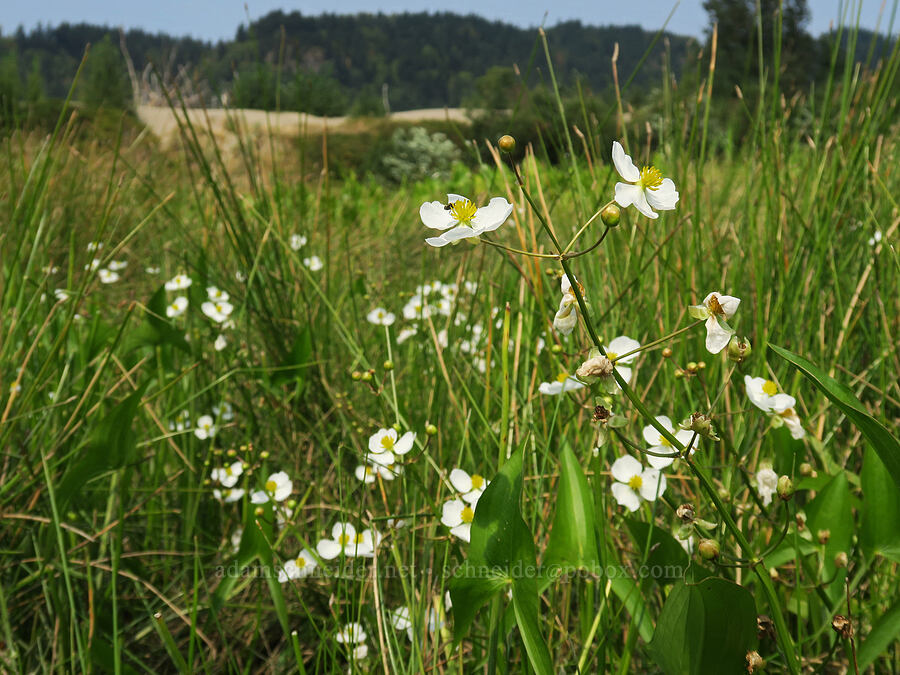 wapato (Sagittaria latifolia) [Rooster Rock State Park, Multnomah County, Oregon]
