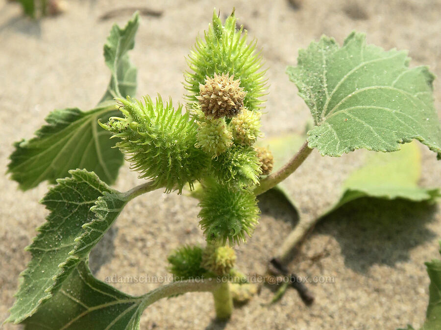 common cocklebur (Xanthium strumarium) [Rooster Rock State Park, Multnomah County, Oregon]