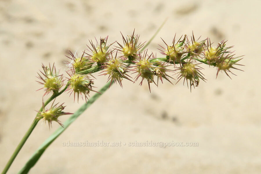 sand-bur (Cenchrus longispinus) [Rooster Rock State Park, Multnomah County, Oregon]