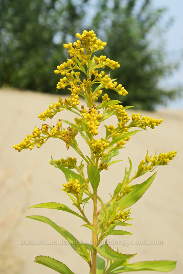 western Canada goldenrod (Solidago lepida) [Rooster Rock State Park, Multnomah County, Oregon]