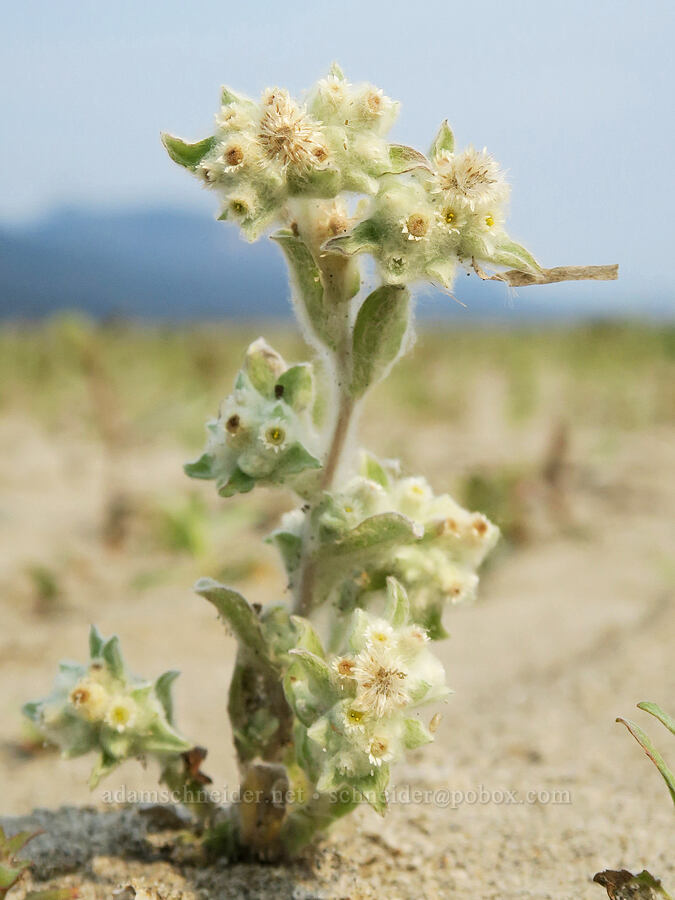 lowland cudweed (western marsh cudweed) (Gnaphalium palustre) [Rooster Rock State Park, Multnomah County, Oregon]