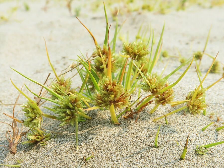 bearded flat-sedge (Cyperus squarrosus) [Rooster Rock State Park, Multnomah County, Oregon]