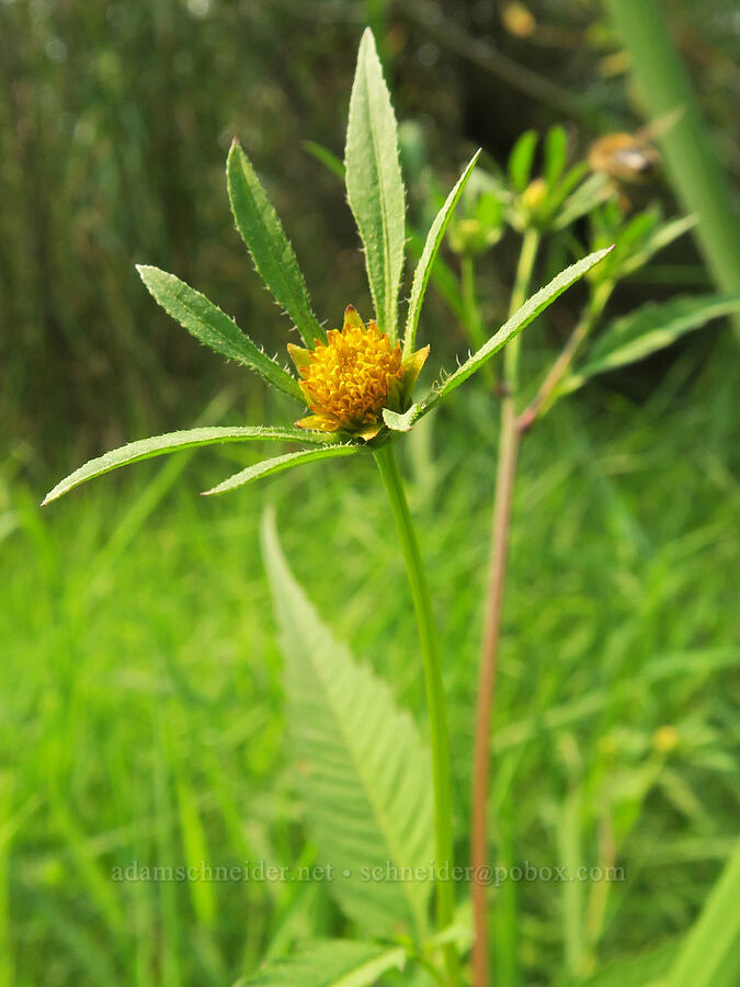 leafy beggar's-ticks (Bidens frondosa) [Rooster Rock State Park, Multnomah County, Oregon]
