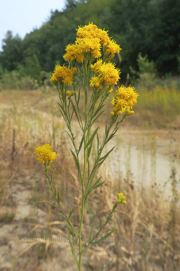 western goldentop/goldenrod (Euthamia occidentalis (Solidago occidentalis)) [Rooster Rock State Park, Multnomah County, Oregon]