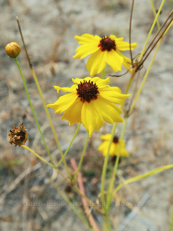 Columbia coreopsis (Coreopsis tinctoria (Coreopsis atkinsoniana)) [Rooster Rock State Park, Multnomah County, Oregon]
