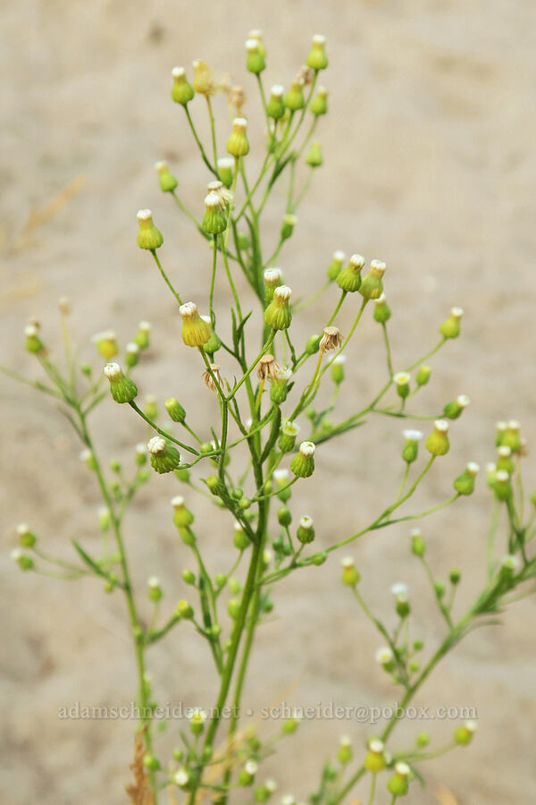 horseweed (Conyza canadensis (Erigeron canadensis)) [Rooster Rock State Park, Multnomah County, Oregon]