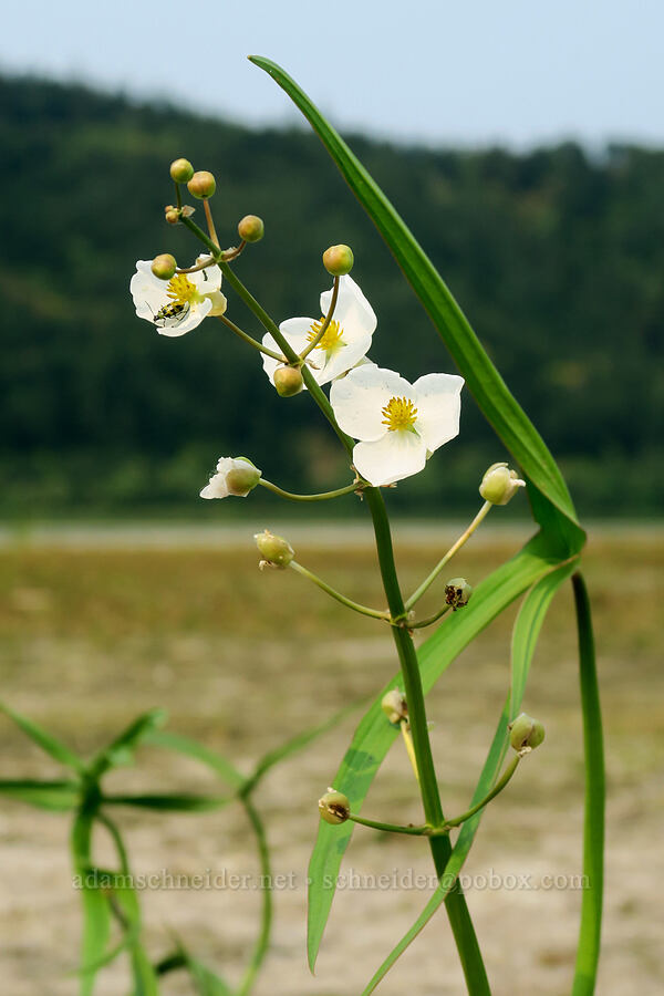 wapato (Sagittaria latifolia) [Rooster Rock State Park, Multnomah County, Oregon]