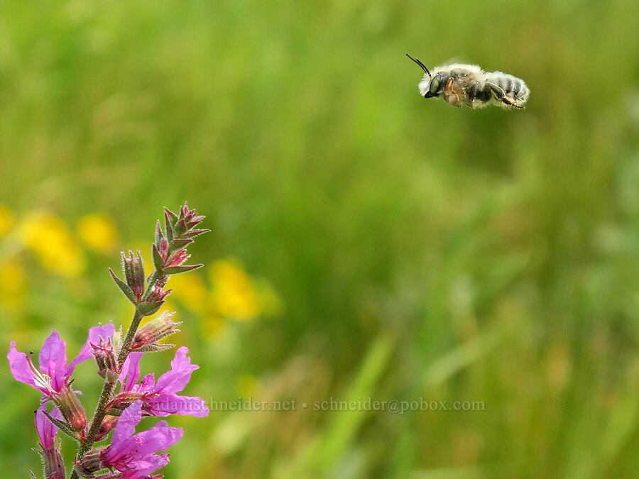 western leaf-cutter bee & purple loosestrife (Megachile perihirta, Lythrum salicaria) [Rooster Rock State Park, Multnomah County, Oregon]