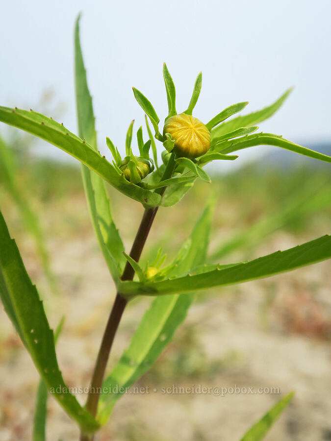 nodding beggar's-ticks (bur-marigold), budding (Bidens cernua) [Rooster Rock State Park, Multnomah County, Oregon]