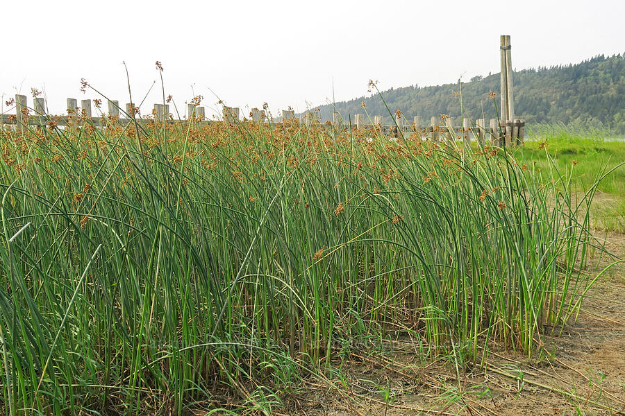 great bulrush (Schoenoplectus tabernaemontani) [Rooster Rock State Park, Multnomah County, Oregon]