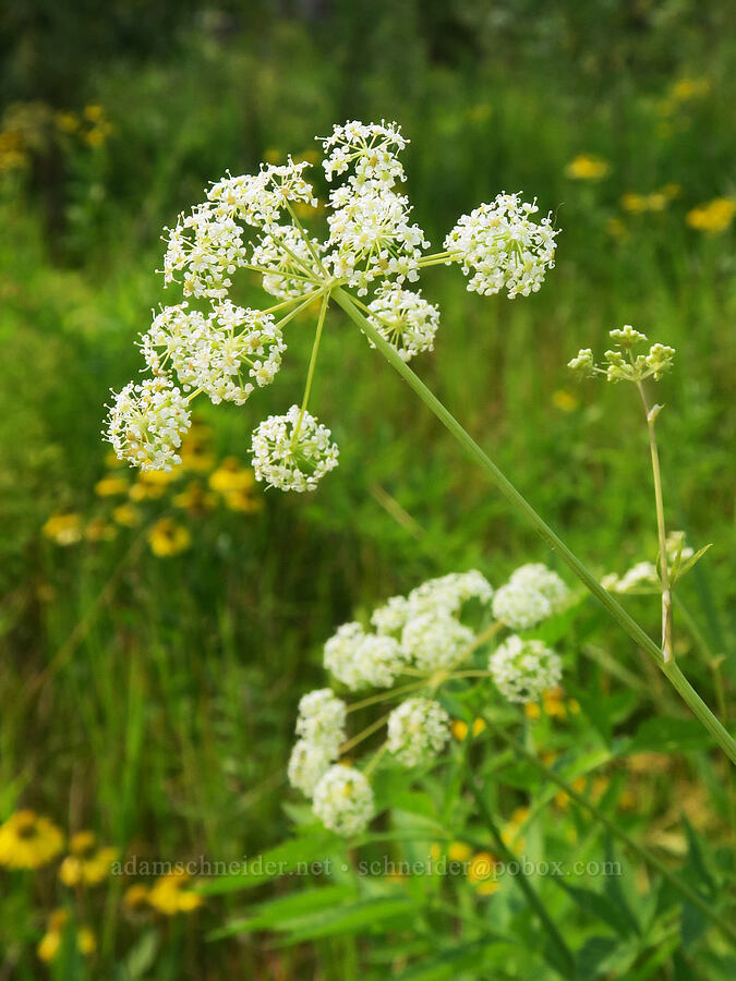 Douglas' water-hemlock (Cicuta douglasii) [Rooster Rock State Park, Multnomah County, Oregon]