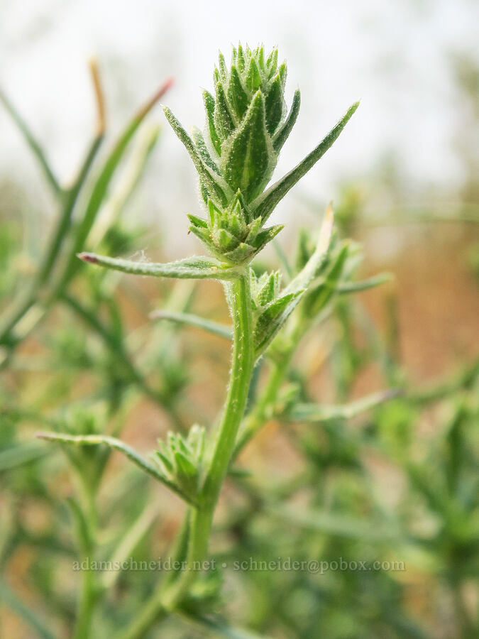 Pacific bug-seed (Corispermum pacificum) [Rooster Rock State Park, Multnomah County, Oregon]