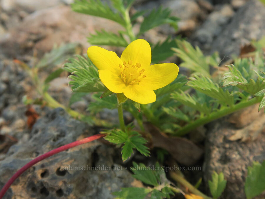 silverweed cinquefoil (Potentilla anserina ssp. anserina (Argentina anserina ssp. anserina)) [Dalton Point, Multnomah County, Oregon]