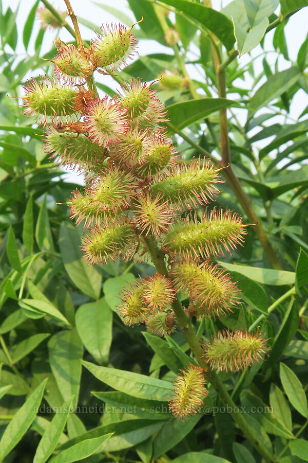 American licorice fruits (Glycyrrhiza lepidota) [Dalton Point, Multnomah County, Oregon]