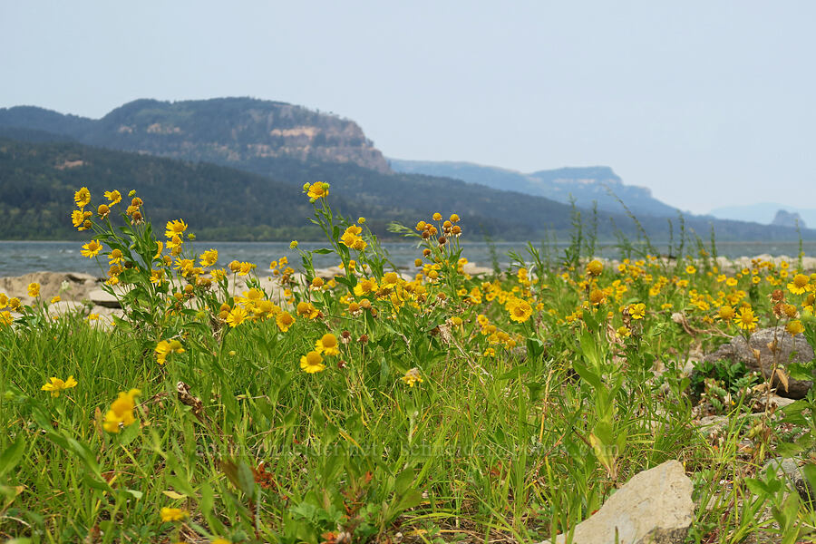 common sneezeweed (Helenium autumnale) [Dalton Point, Multnomah County, Oregon]