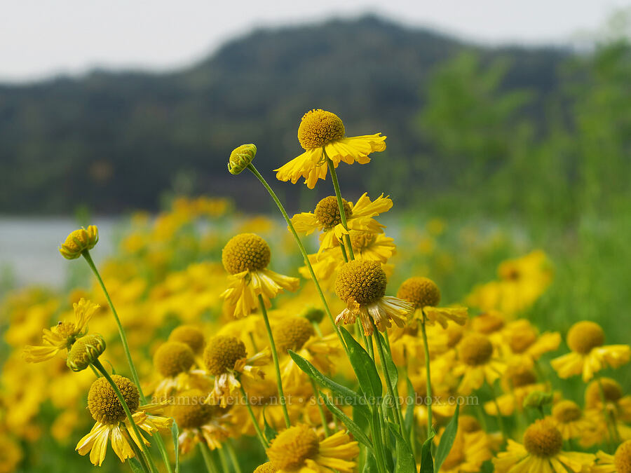 common sneezeweed (Helenium autumnale) [Dalton Point, Multnomah County, Oregon]