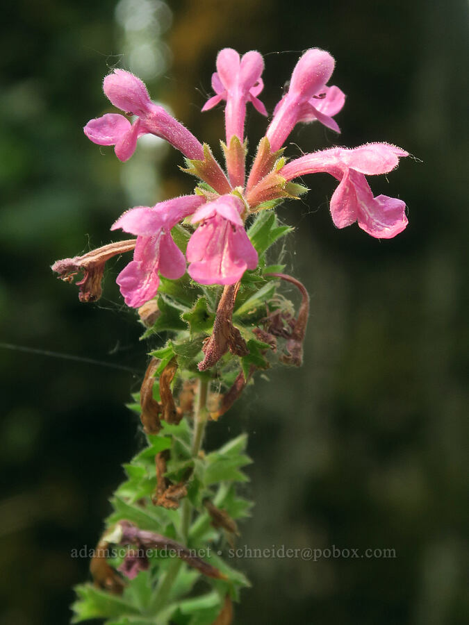Cooley's hedge-nettle (Stachys cooleyae (Stachys chamissonis var. cooleyae)) [Dalton Point, Multnomah County, Oregon]