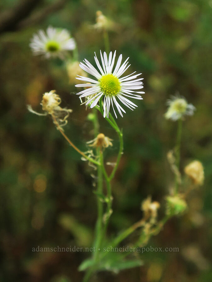 annual fleabane (Erigeron annuus) [Dalton Point, Multnomah County, Oregon]