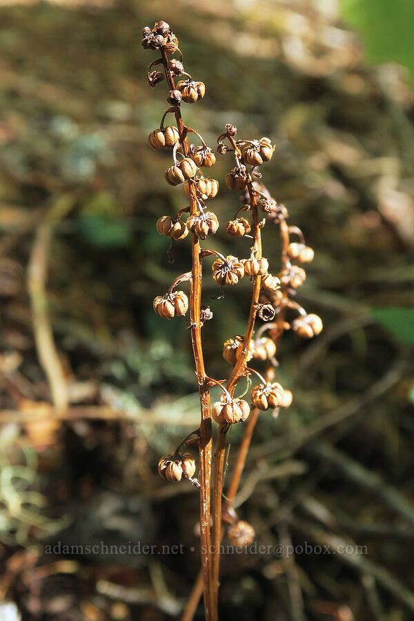 white-vein pyrola, gone to seed (Pyrola picta) [Sleeping Beauty Trail, Gifford Pinchot National Forest, Skamania County, Washington]