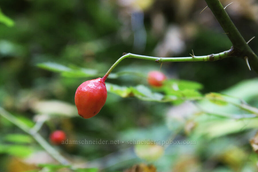 bald-hip rose hip (Rosa gymnocarpa) [Sleeping Beauty Trail, Gifford Pinchot National Forest, Skamania County, Washington]