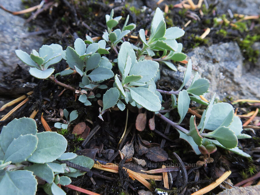 cliff penstemon leaves (Penstemon rupicola) [Sleeping Beauty Trail, Gifford Pinchot National Forest, Skamania County, Washington]