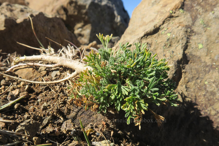 cut-leaf fleabane leaves (Erigeron compositus) [Sleeping Beauty, Gifford Pinchot National Forest, Skamania County, Washington]