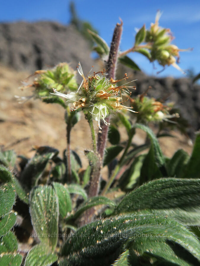 silver-leaf phacelia (Phacelia hastata) [Sleeping Beauty, Gifford Pinchot National Forest, Skamania County, Washington]