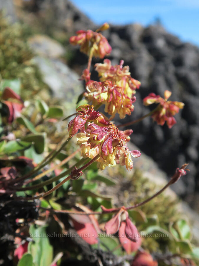 marum-leaf buckwheat (Eriogonum marifolium) [Sleeping Beauty, Gifford Pinchot National Forest, Skamania County, Washington]