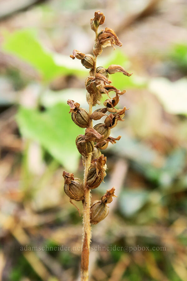 rattlesnake plantain-orchid, going to seed (Goodyera oblongifolia) [Sleeping Beauty Trail, Gifford Pinchot National Forest, Skamania County, Washington]