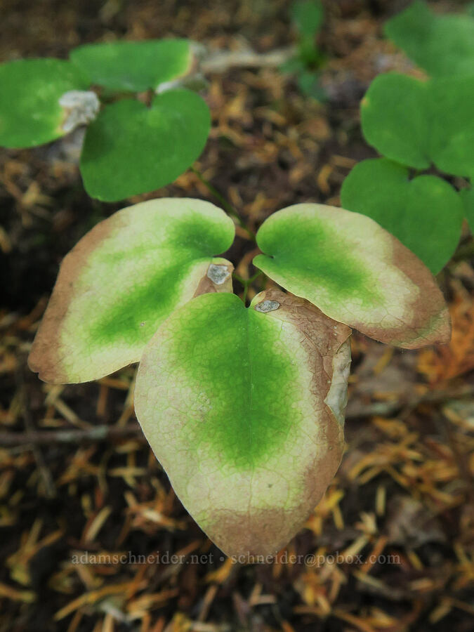 inside-out flower leaves (Vancouveria hexandra) [Basket Tree Interpretive Site, Gifford Pinchot National Forest, Skamania County, Washington]