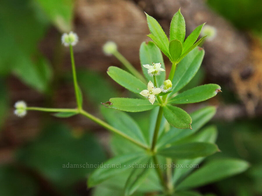 fragrant bedstraw (Galium triflorum) [Steamboat Mountain Trail, Gifford Pinchot National Forest, Skamania County, Washington]