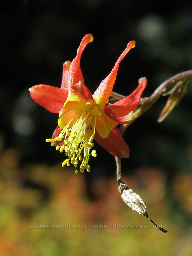 western columbine (Aquilegia formosa) [Steamboat Mountain Trail, Gifford Pinchot National Forest, Skamania County, Washington]