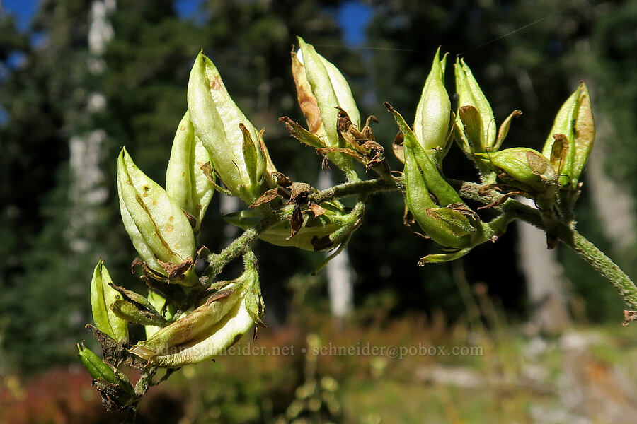 corn lily seed pods (Veratrum viride var. eschscholtzianum (Veratrum eschscholtzii)) [Steamboat Mountain Trail, Gifford Pinchot National Forest, Skamania County, Washington]